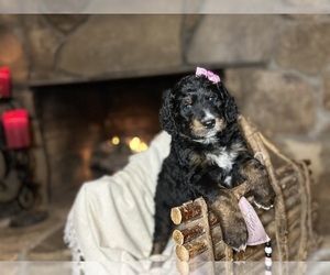 Bernedoodle Puppy for sale in CLARKESVILLE, GA, USA