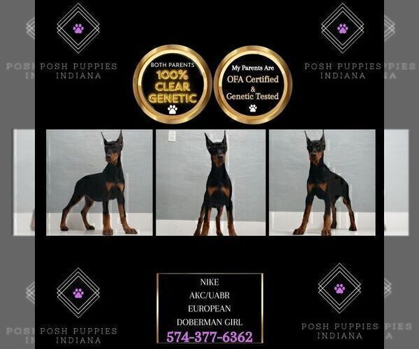 Medium Photo #4 Doberman Pinscher Puppy For Sale in WARSAW, IN, USA
