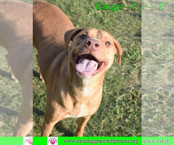 Medium Photo #5 Labrador Retriever-Unknown Mix Puppy For Sale in Pensacola, FL, USA