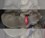 Puppy Puppy 4 Weimaraner