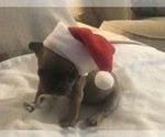 Small Photo #6 French Bulldog Puppy For Sale in NAPLES, FL, USA