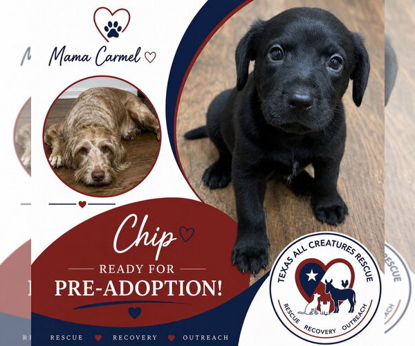 Medium Photo #3 Mutt Puppy For Sale in Lillian, TX, USA
