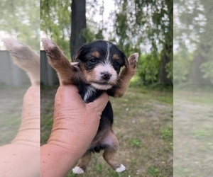 Morkie Puppy for sale in FULTON, NY, USA