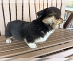 Small Photo #6 Pembroke Welsh Corgi Puppy For Sale in TAMPICO, IL, USA