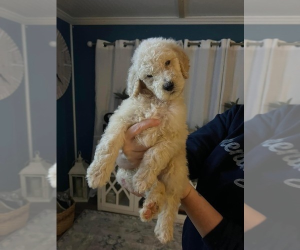 Medium Photo #3 Poodle (Standard) Puppy For Sale in WHITESBURG, KY, USA