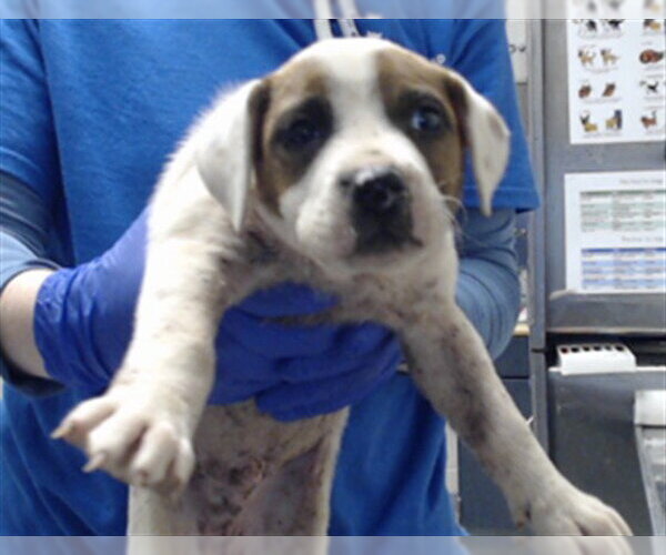 Medium Photo #1 Mutt Puppy For Sale in Fayetteville, NC, USA