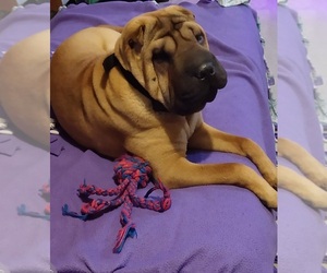 Chinese Shar-Pei Puppy for sale in LINCOLN, NE, USA