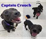Small Photo #1 American Pit Bull Terrier Puppy For Sale in Saginaw, MI, USA