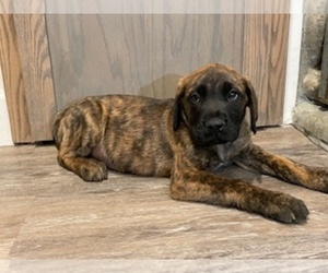 Mastiff Puppy for Sale in EXETER, California USA