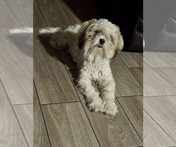 Medium Photo #6 Shih Tzu-Unknown Mix Puppy For Sale in Corona, CA, USA