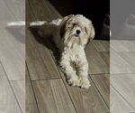 Small #5 Shih Tzu Mix