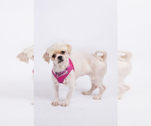 Medium Photo #5 Mal-Shi Puppy For Sale in Princeton, MN, USA