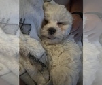 Small Photo #10 Bichpoo Puppy For Sale in MELROSE, FL, USA