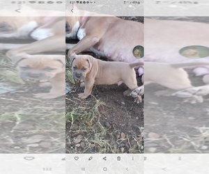 American Pit Bull Terrier Puppy for sale in ROUND MOUNTAIN, TX, USA