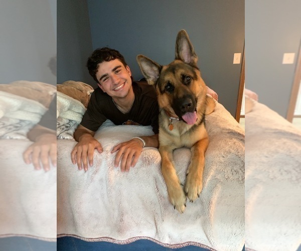 Medium Photo #17 German Shepherd Dog Puppy For Sale in LA FAYETTE, NY, USA