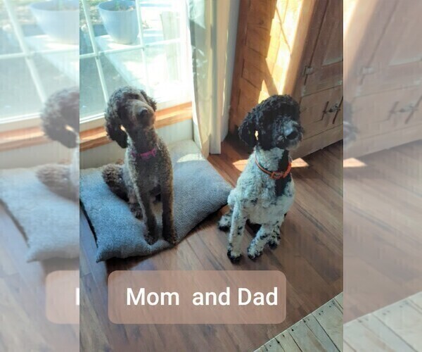 Medium Photo #1 Poodle (Standard) Puppy For Sale in MCCORDSVILLE, IN, USA