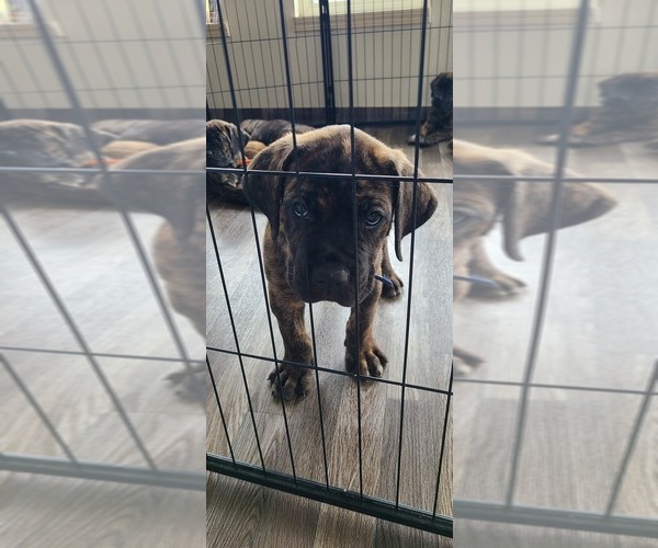 Medium Photo #2 Cane Corso Puppy For Sale in PORTLAND, OR, USA