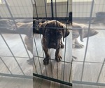 Small #1 Cane Corso