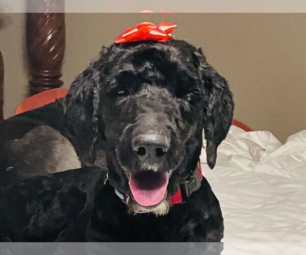 Medium Photo #1 Poodle (Standard)-Unknown Mix Puppy For Sale in Cookeville, TN, USA