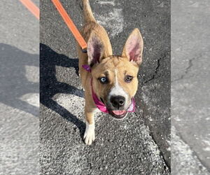 Siberian Husky-Unknown Mix Dogs for adoption in Shermans Dale, PA, USA