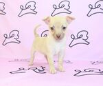 Small Photo #18 Chihuahua Puppy For Sale in LAS VEGAS, NV, USA