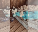 Small #2 Siberian Husky