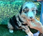 Small Photo #9 Australian Shepherd Puppy For Sale in SYLVA, NC, USA