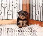 Small Yorkshire Terrier