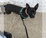 Small #17 American Pit Bull Terrier Mix
