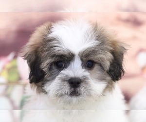 Zuchon Puppy for sale in MARIETTA, GA, USA