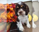 Puppy 1 Cocker Spaniel