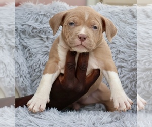 American Bully Puppy for sale in CHAMPAIGN, IL, USA