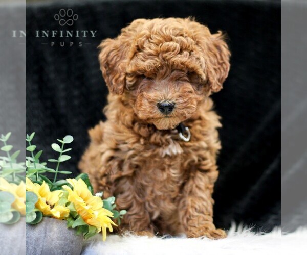 Medium Photo #1 Goldendoodle (Miniature) Puppy For Sale in LANCASTER, PA, USA