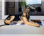 Small #1 German Shepherd Dog
