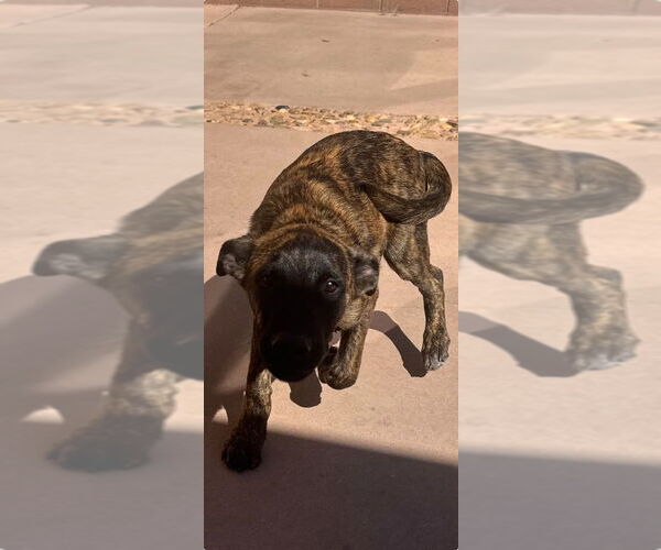 Medium Photo #4 - Mix Puppy For Sale in Imlay City, MI, USA