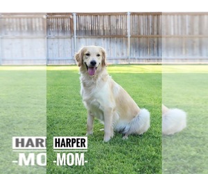 Mother of the Golden Retriever puppies born on 02/17/2023
