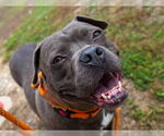 Small Bulldog-Staffordshire Bull Terrier Mix