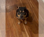 Small #3 American Staffordshire Terrier-Rottweiler Mix