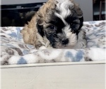 Small Photo #4 Shih-Poo-Zuchon Mix Puppy For Sale in GALENA, NV, USA