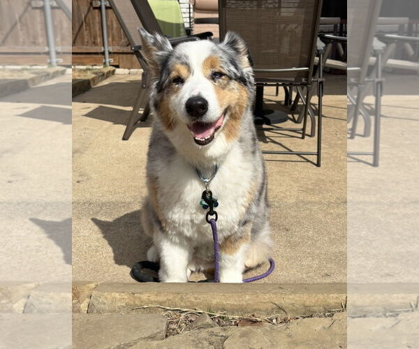 Medium Photo #4 Australian Shepherd Puppy For Sale in Dallas, TX, USA