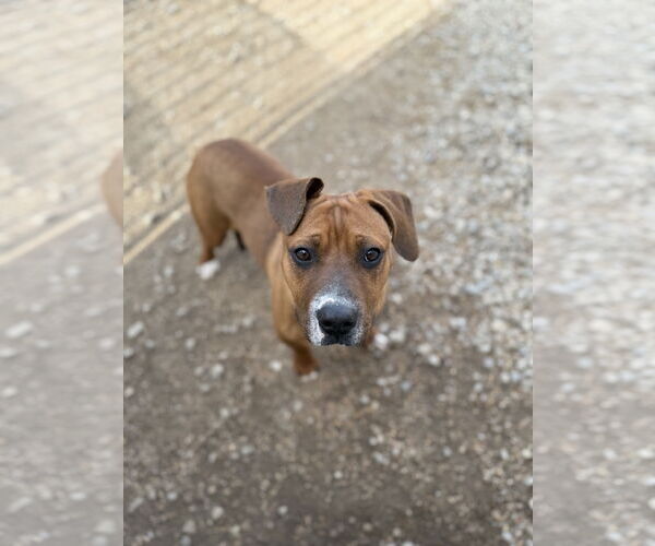 Medium Photo #6 American Pit Bull Terrier-Labrador Retriever Mix Puppy For Sale in Corning, AR, USA
