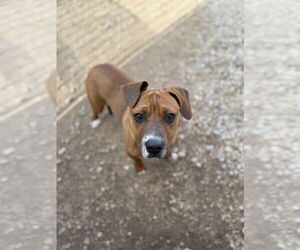 AJ - Male American Pit Bull Terrier-Labrador Retriever Mix Dog for Adoption - Photo #6