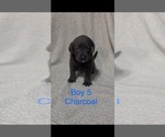 Small #1 Labrador Retriever