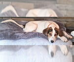 Small #2 Labrador Retriever Mix