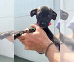 Small #2 Boxer Mix