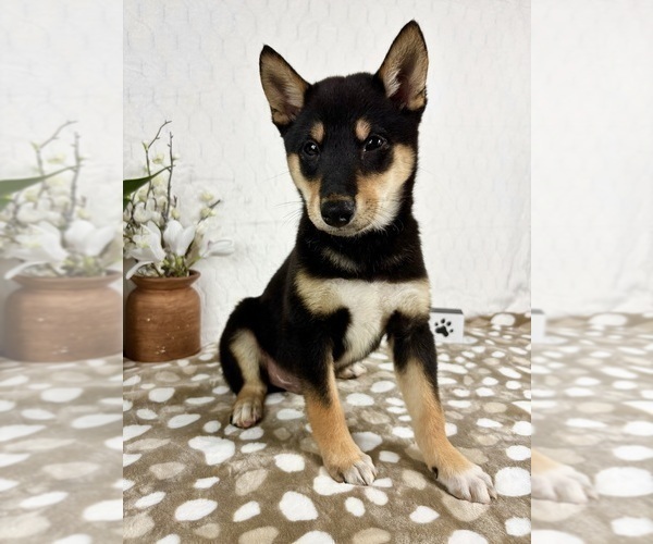 Medium Photo #1 Shiba Inu Puppy For Sale in INDIANAPOLIS, IN, USA