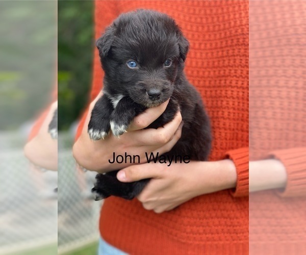 Medium Photo #3 Australian Shepherd Puppy For Sale in MOCKSVILLE, NC, USA