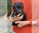 Small #2 Australian Shepherd