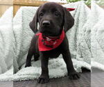 Small #1 Labrador Retriever