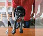 Small Photo #21 German Shorthaired Pointer Puppy For Sale in BEULAVILLE, NC, USA